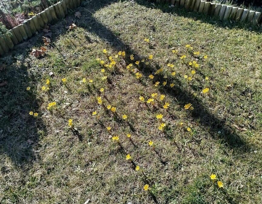 Krokusy – Holocaust